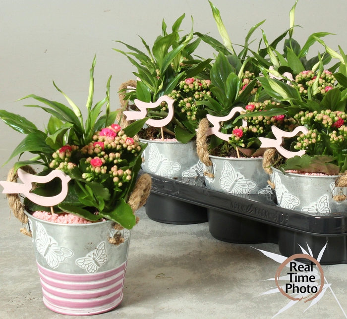 <h4>ARR KAMERPL</h4>