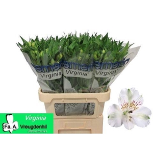 Alstroemeria 'Virginia'