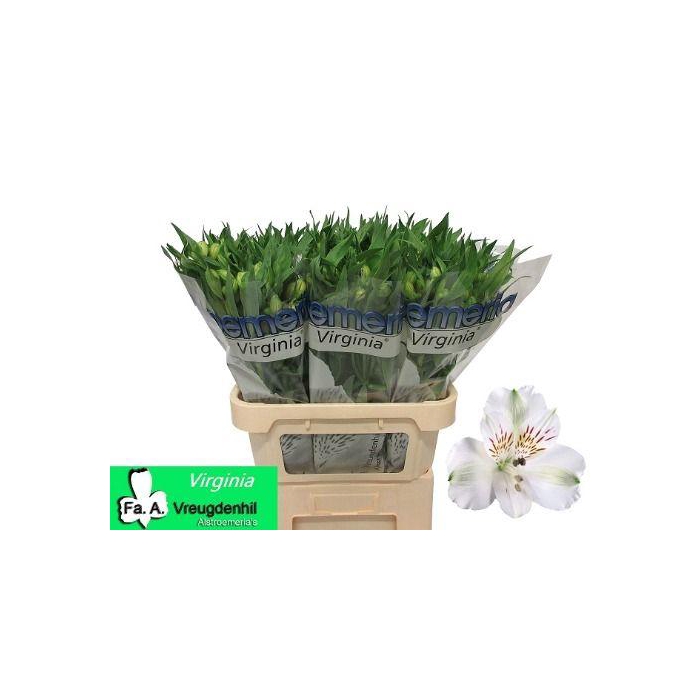 <h4>Alstr Virginia</h4>