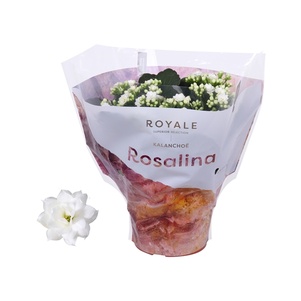 <h4>Kalanchoe Rosalina 15cm Royale Dione wit</h4>