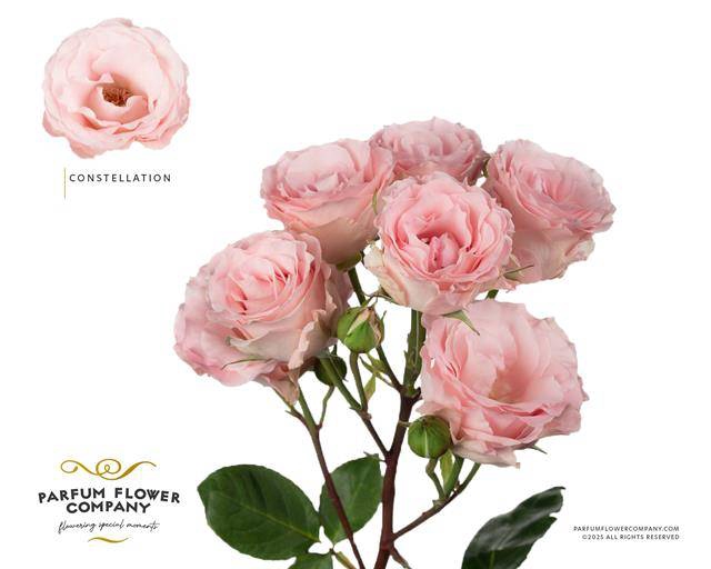 <h4>Rosa spray garden constellation</h4>