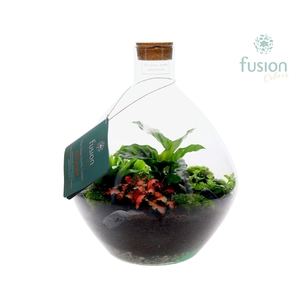 Terrarium John Large met arrangement 5pp
