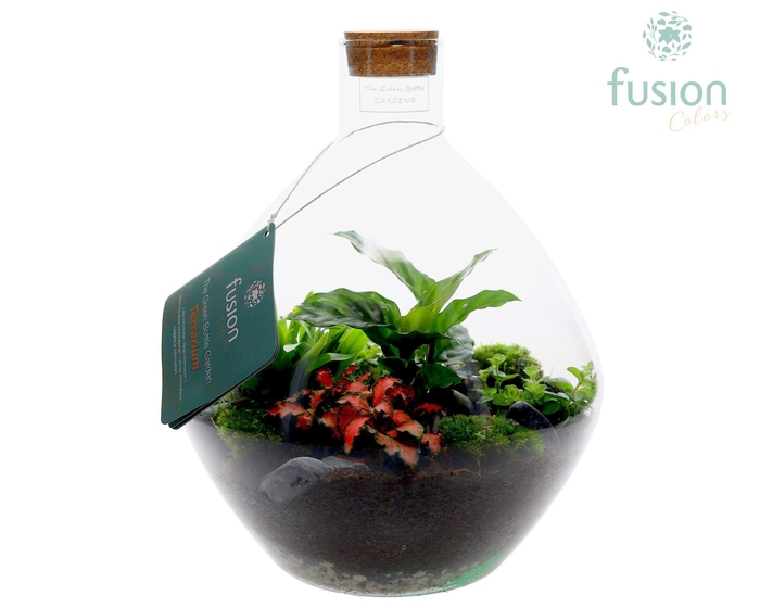 <h4>Terrarium John Large met arrangement 5pp</h4>