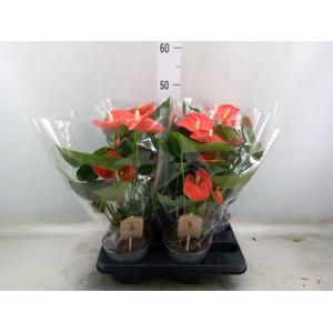 Anthurium andr. 'Sierra Orange'