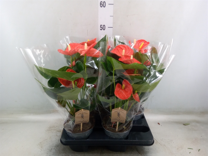 <h4>Anthurium andr. 'Sierra Orange'</h4>