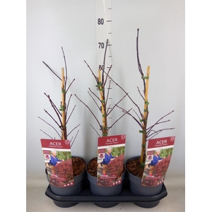 Acer palmatum 'Garnet'