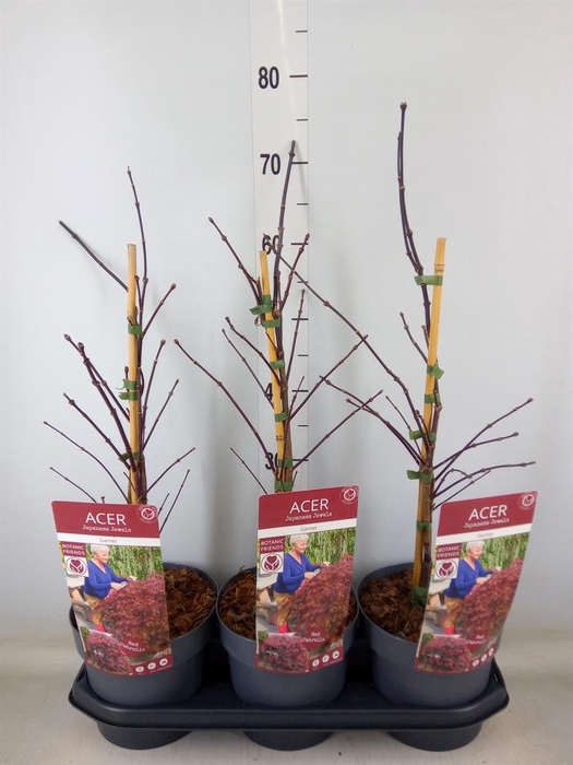 <h4>Acer palmatum 'Garnet'</h4>