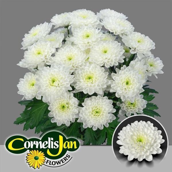 <h4>CHR T ALTAJ</h4>