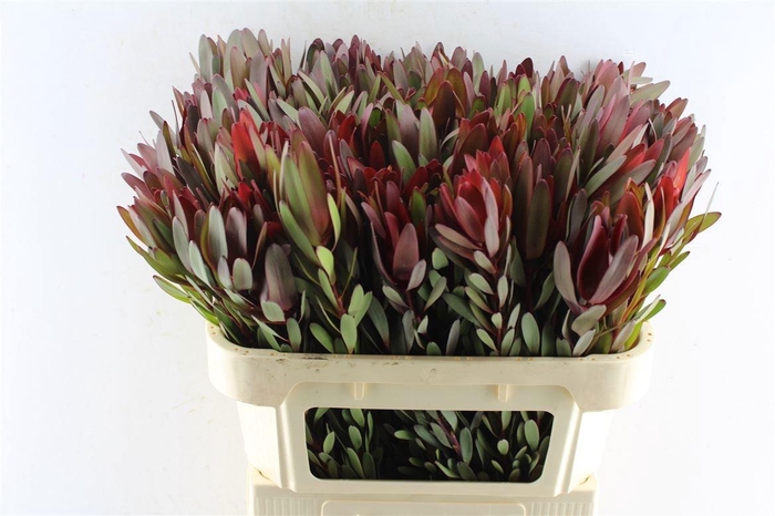 <h4>LEUCAD SAF SUNSET</h4>