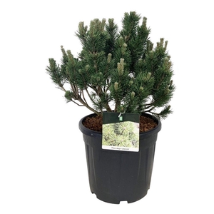 Pinus mugo 'Limerick'