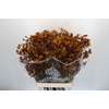 Anigozanthos Gold Fever