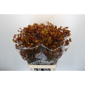 Anigozanthos Gold Fever
