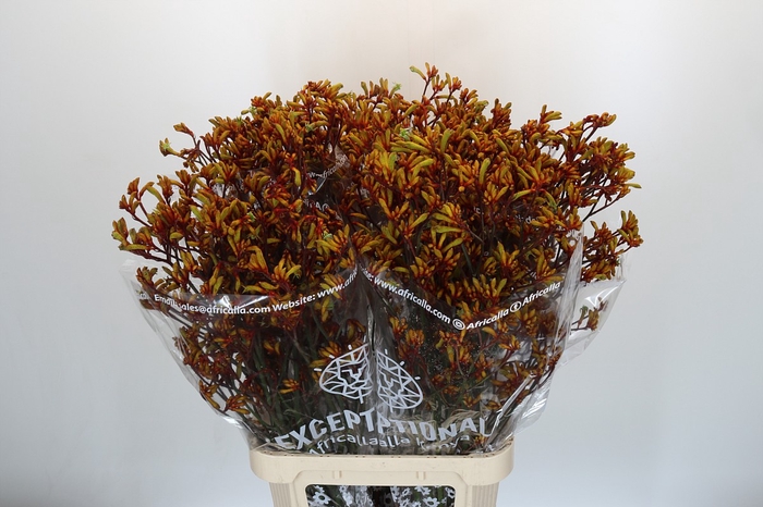 <h4>Anigozanthos Gold Fever</h4>