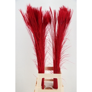 Feather Peacock Red 90cm