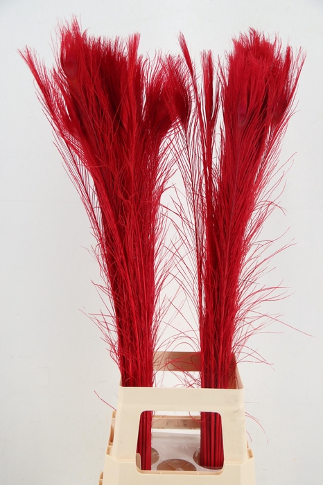 <h4>Feather Peacock Red 90cm</h4>
