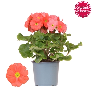Primula Obconica Sweet Kisses orange