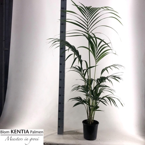 HOWEA FORSTERIANA