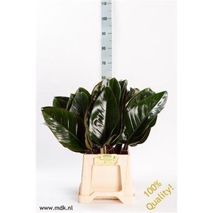 Philodendron  'Red Beauty'