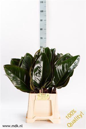 <h4>Philodendron 'Red Beauty'</h4>
