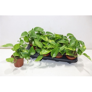 Epipr Aureum