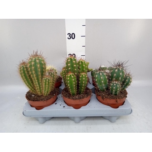 Cactus   ...mix