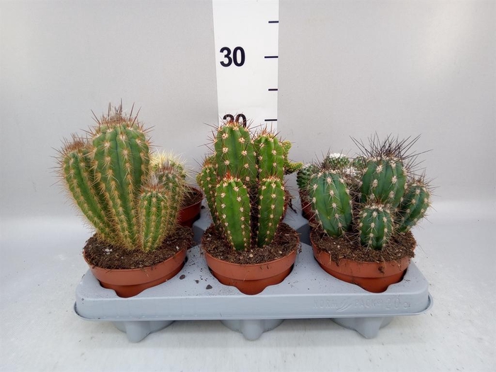 <h4>Cactus   ...mix</h4>