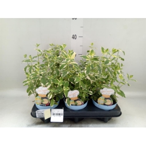 Mentha suaveolens 'Variegata'