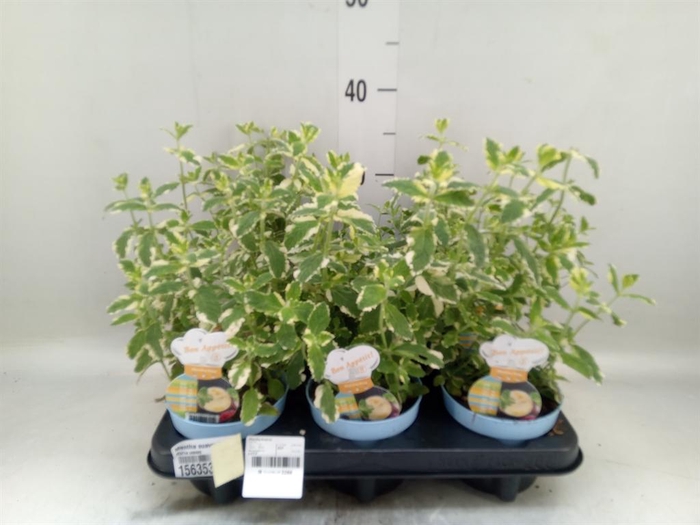 <h4>Mentha suaveolens 'Variegata'</h4>