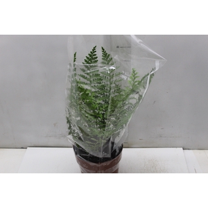 ASPLENIUM PARVATI P17