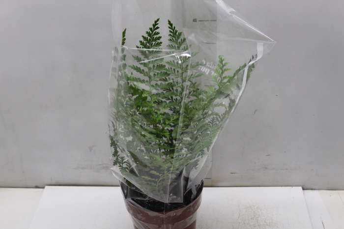 ASPLENIUM PARVATI P17
