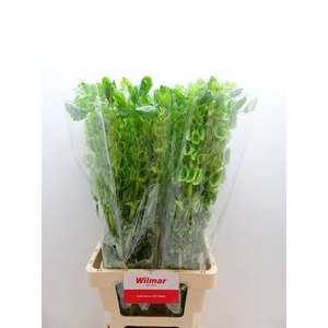 Moluccella Stuk