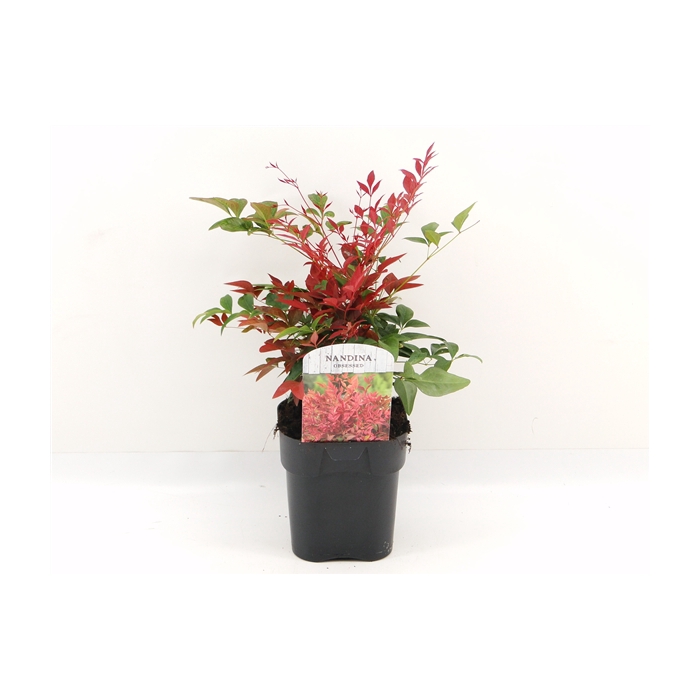 <h4>Nandina dom. Obsessed</h4>