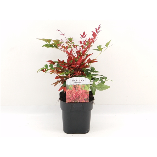 <h4>Nandina dom. Obsessed</h4>