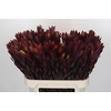 Leucadendron Saf Sunset Dark R.