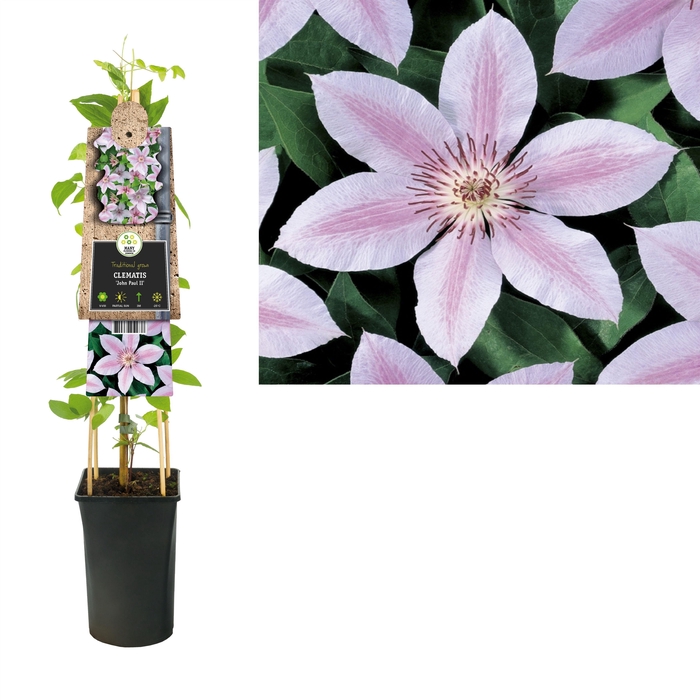 <h4>Clematis 'John Paul II' +3.0 label</h4>