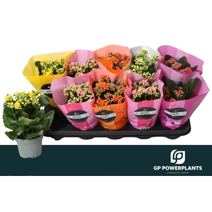 Kal Ge Perf Gem 5 Kl