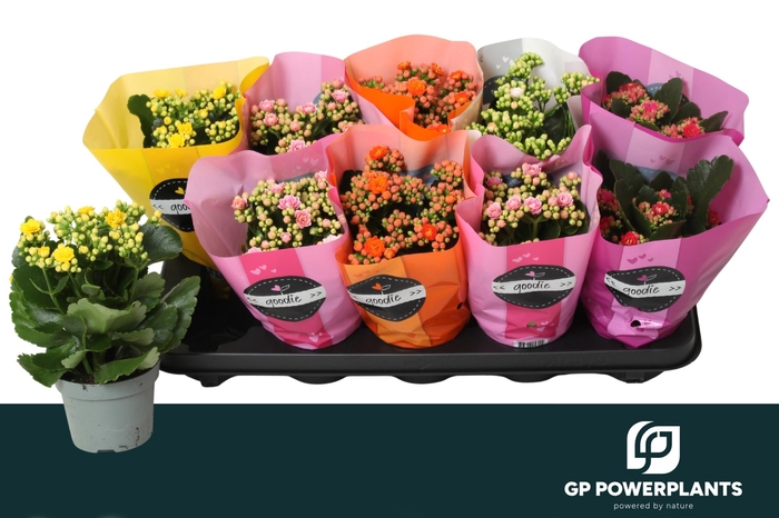 <h4>KAL GE PERF GEM 5 KL</h4>