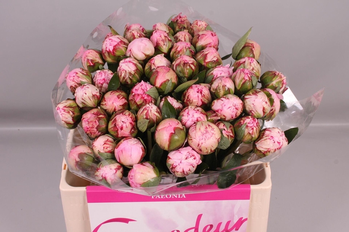 <h4>Paeonia Sarah Bernhardt</h4>