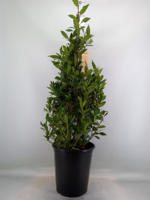 <h4>Laurus nobilis</h4>