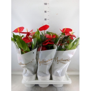 Anthurium andr. 'Minnesota'