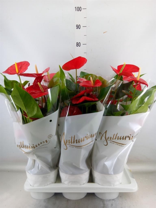 <h4>Anthurium andr. 'Minnesota'</h4>