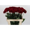 Dahlia Red Fox