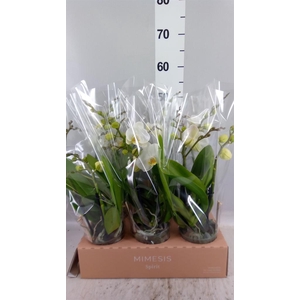 Phalaenopsis  'Spirit White'