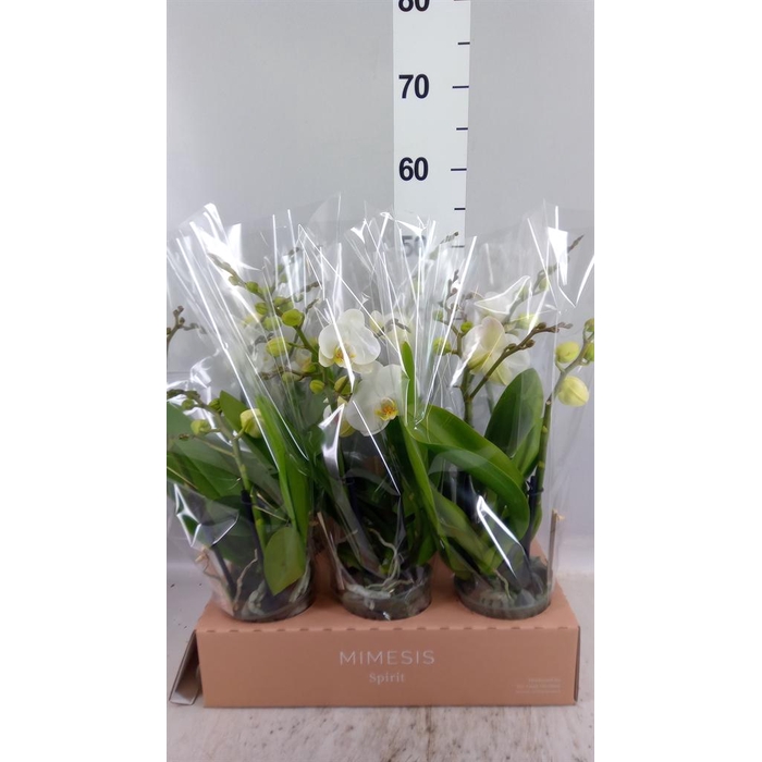<h4>Phalaenopsis  'Spirit White'</h4>