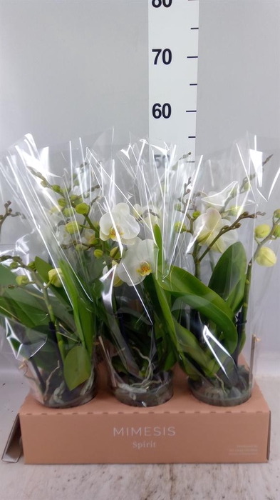 Phalaenopsis  'Spirit White'
