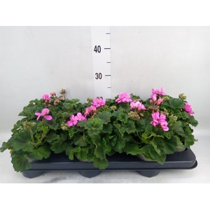 Pelargonium zona. 'ToscaSil Raiko'