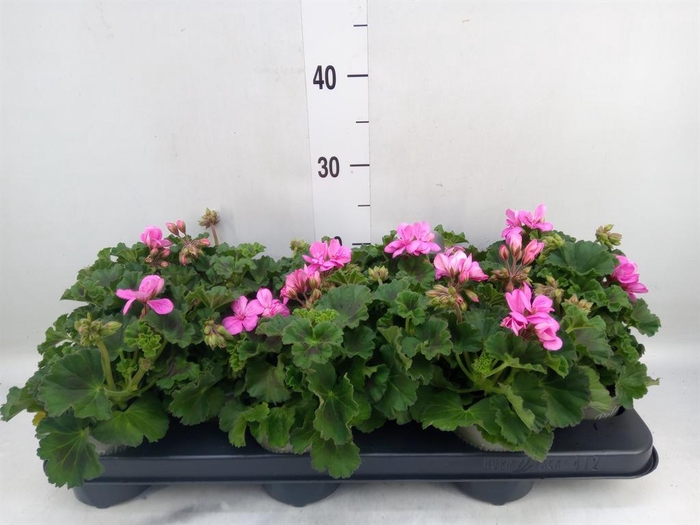 <h4>Pelargonium zona. 'ToscaSil Raiko'</h4>