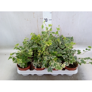 Hedera helix 'White Wonder'