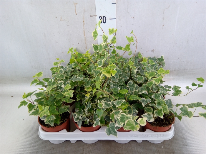 <h4>Hedera helix 'White Wonder'</h4>