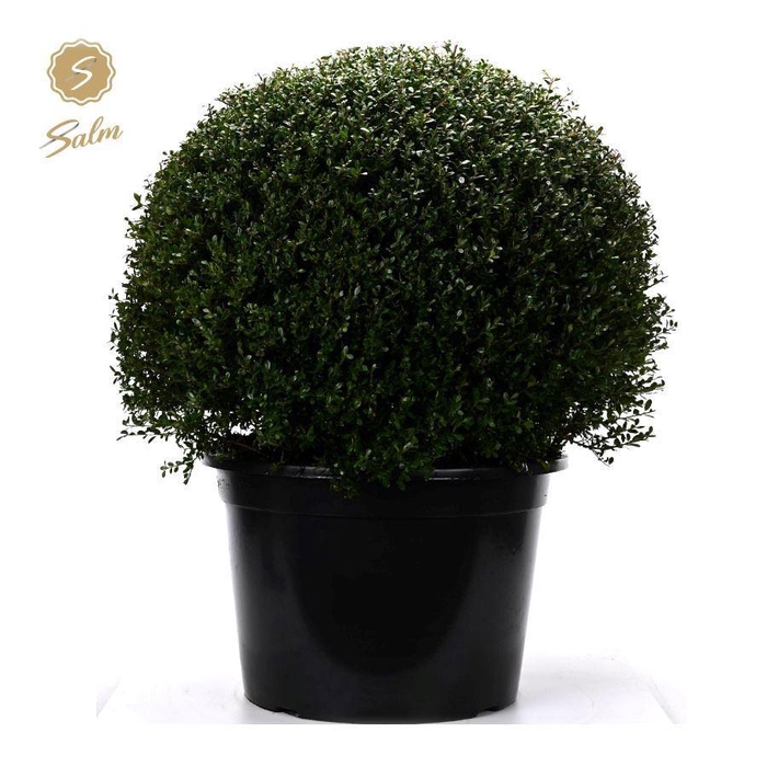 <h4>Ilex crenata Ball Ø80cm P50</h4>